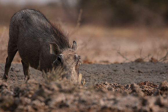 Ongava Private Reserve