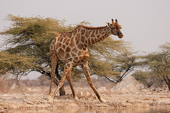 Onguma Private Reserve