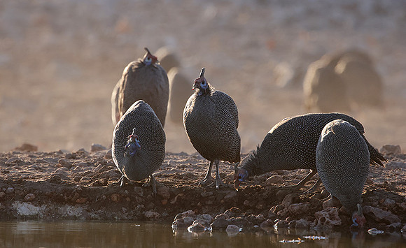 Helmeted guineafowl - Ongava Private Reserve