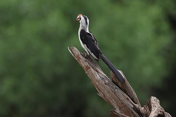Von der Decken's hornbill