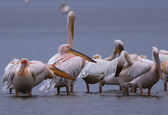 Lake Nakuru