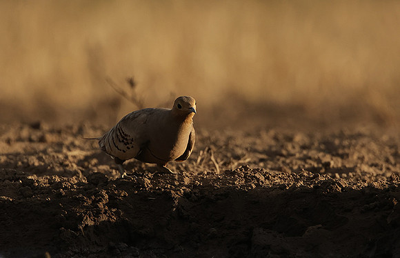 Chestnut-bellied sandgrouse - Shompole