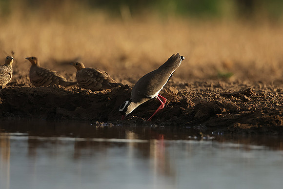 Crowned lapwing - Shompole