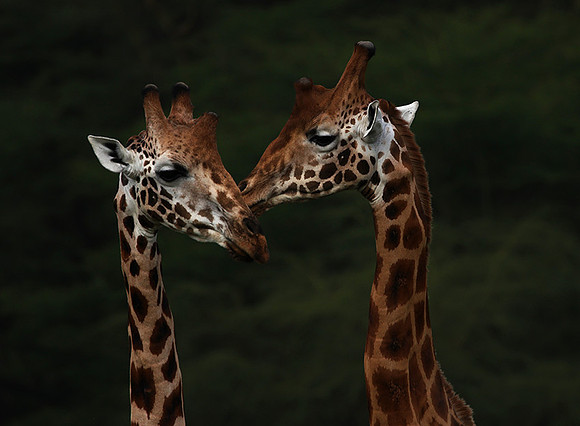 Lake Nakuru NP
