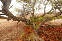 Hoanib river bed