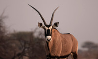 Onguma Private Reserve