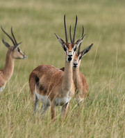 Borana