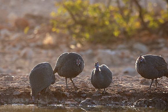 Helmeted guineafowl - Ongava Private Reserve
