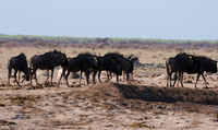 Nxai Pan