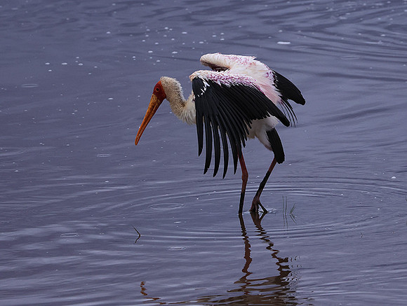 Yellow-billes storks - Lake Nakuru