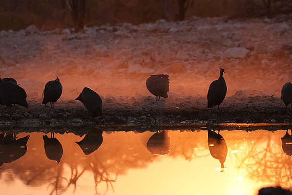 Helmeted guineafowl - Ongava Private Reserve