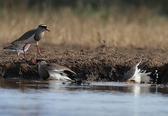 Crowned lapwing - Shompole