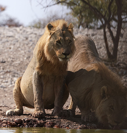 Ongava Private Reserve