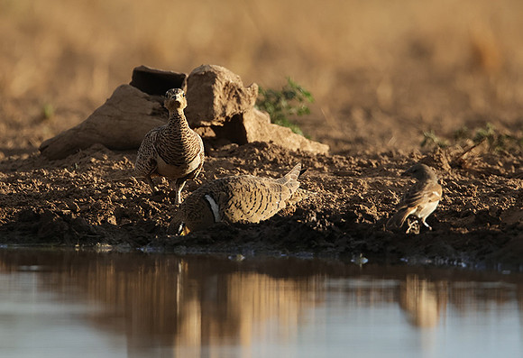 Black-faced sangrouses - Shompole