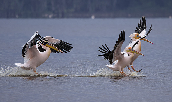 Lake Nakuru