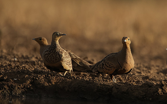 Chestnut-bellied sandgrouse - Shompole