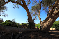Damaraland
