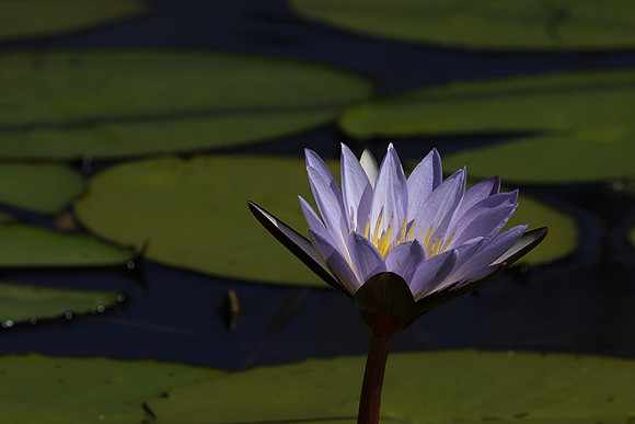 Lotus flowers - Botswana