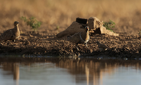Black-faced sangrouses - Shompole