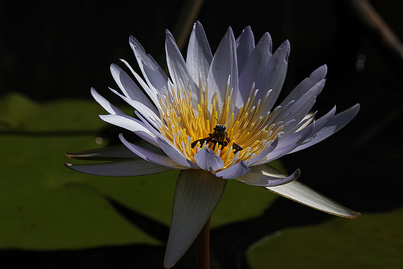 Lotus flowers - Botswana