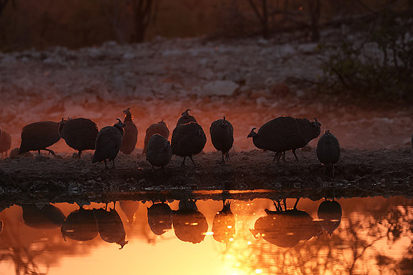 Helmeted guineafowl - Ongava Private Reserve