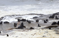 Cape fur seals - Skeleton coast