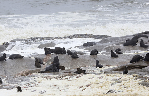 Cape fur seals - Skeleton coast