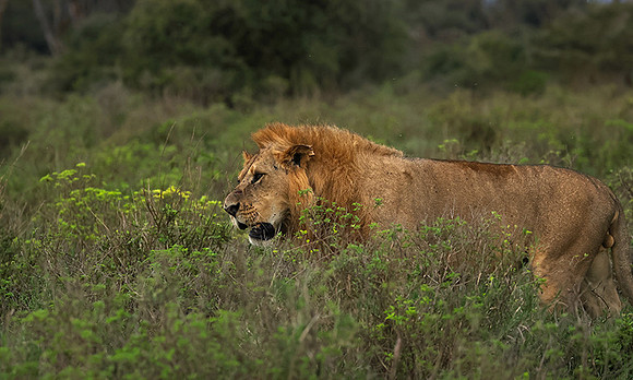 Nakuru