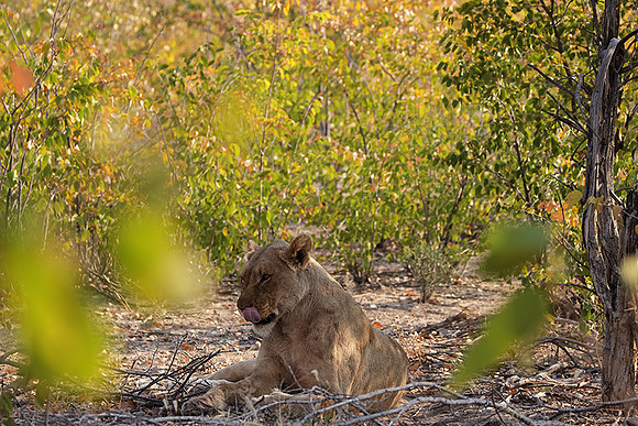 Ongava Private Reserve