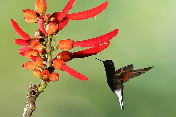 Black-bellied hummingbird