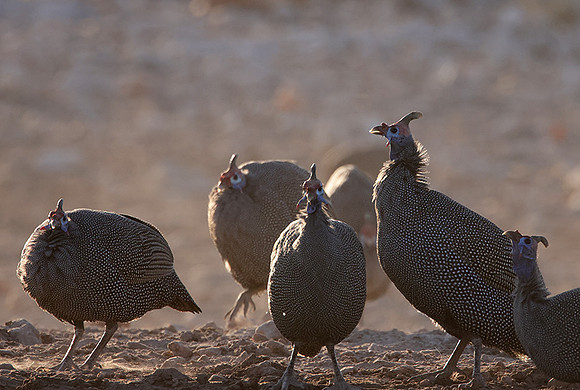 Helmeted guineafowl - Ongava Private Reserve