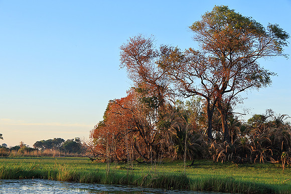 Delta of Okavango