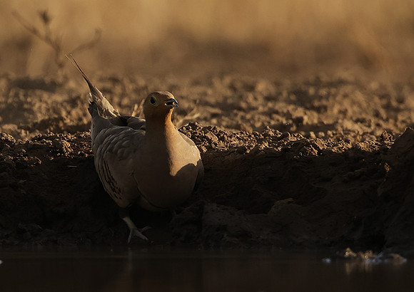 Chestnut-bellied sandgrouse - Shompole