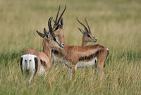 Borana