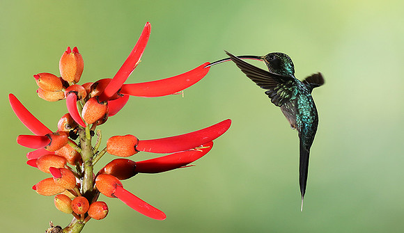 Green hermit