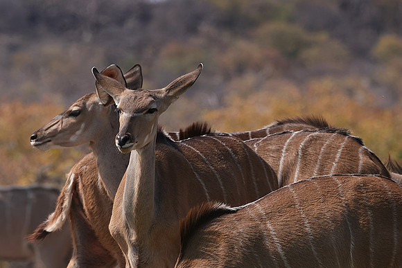 Onguma Private Reserve