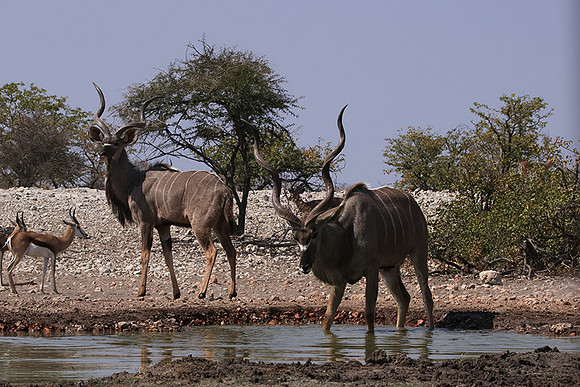 Onguma Private Reserve