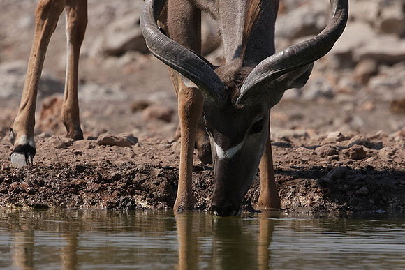 Onguma Private Reserve