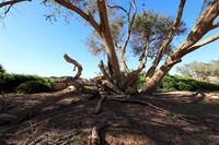 Damaraland