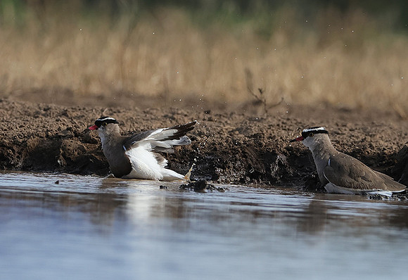 Crowned lapwing - Shompole