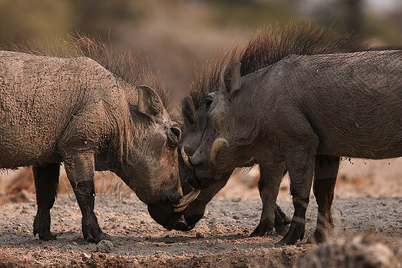 Ongava Private Reserve