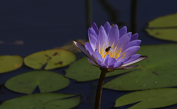 Lotus flowers - Botswana