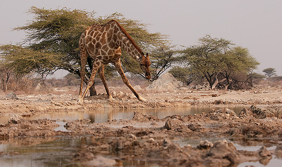 Onguma Private Reserve