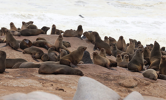 Cape fur seals - Skeleton coast