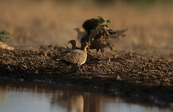 Black-faced sangrouses - Shompole