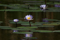 Lotus flowers - Botswana