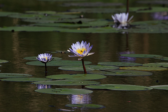 Lotus flowers - Botswana