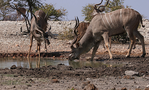 Onguma Private Reserve