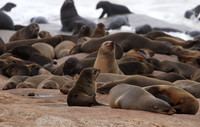 Cape fur seals - Skeleton coast