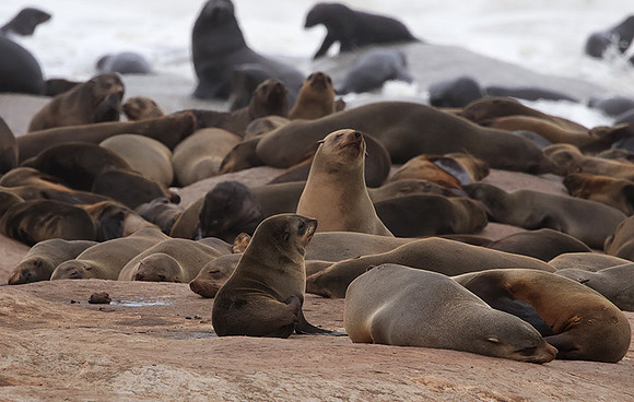 Cape fur seals - Skeleton coast